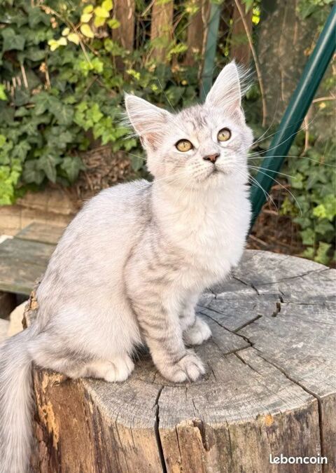 Femelle Maine Coon LOOF polydactyle chaton 1000 13400 Aubagne