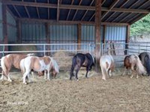   ponettes et poneys 