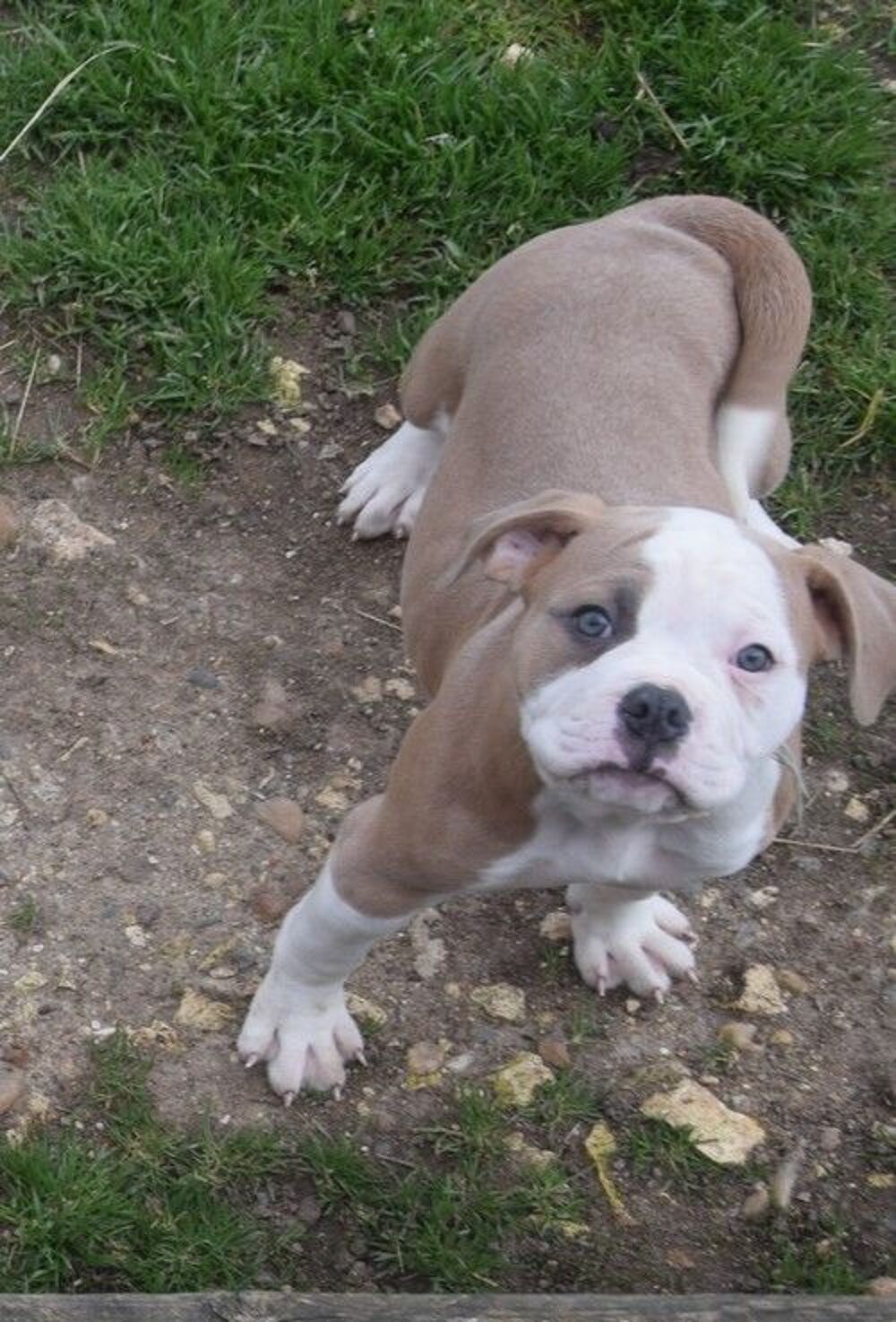   Adorables chiots bouledogue américain disponibles inscrits N 