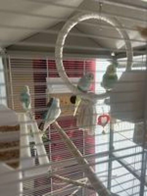   Perruches ondul�es  