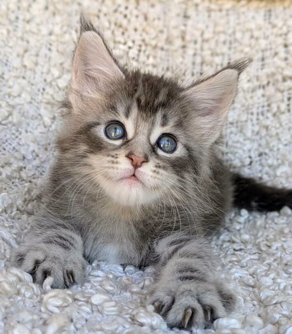   À adopter, Harry, adorable chaton de 2 mois 