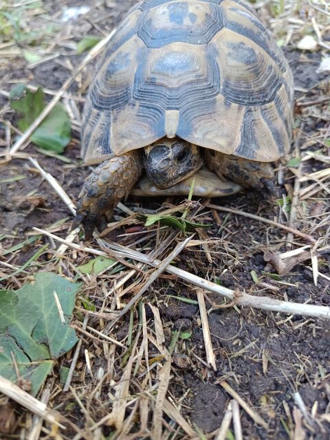 Tortue graeca mà¢le 20 ans 150 30000 Nmes