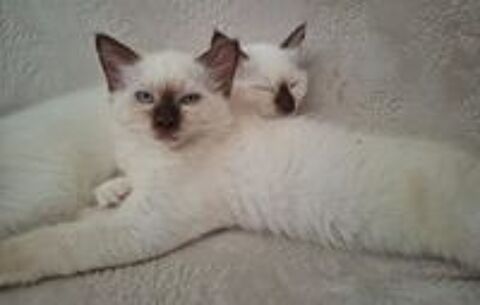   chaton mâle sacrée de birmanie 