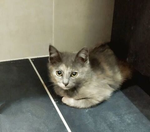 Chat LUCY à l adoption 130 38160 Saint-romans