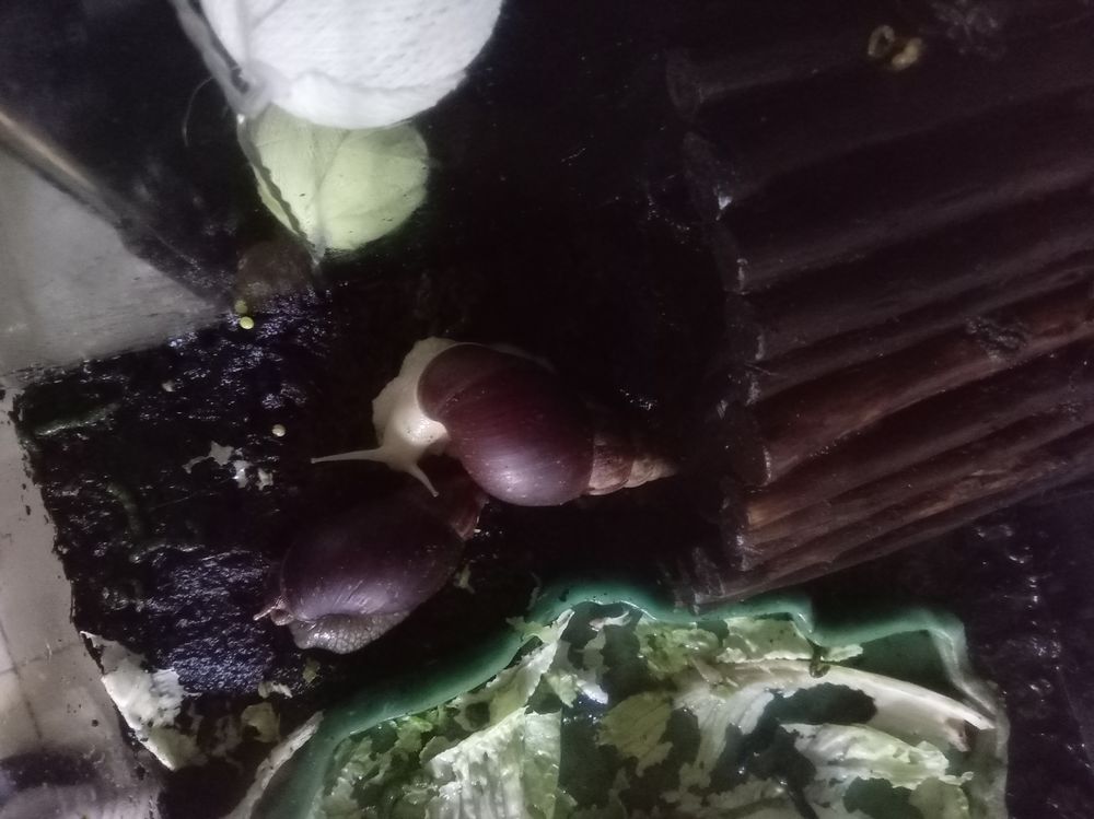   Escargots géant  