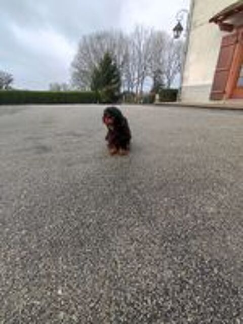   Femelles Cavalier King Charles . 