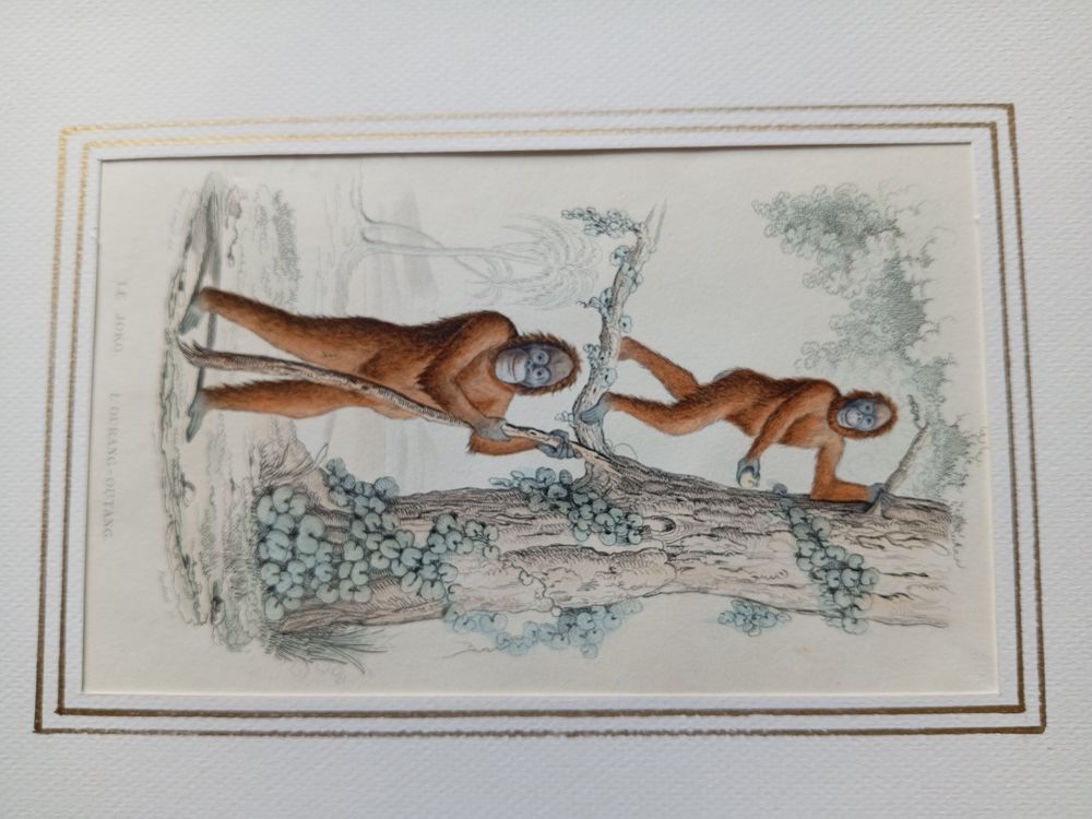  MAMMIFERES 52 GRAVURES ORIGINALES DE BUFFON DE 1839
