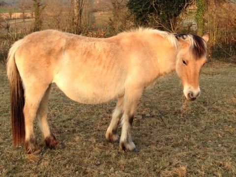 Jument Fijord 1500 23700 Auzances