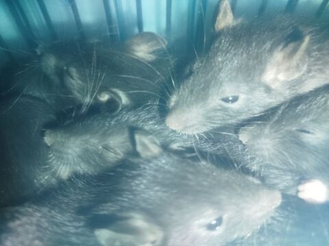 B&eacute;b&eacute; rat 5 37000 Tours