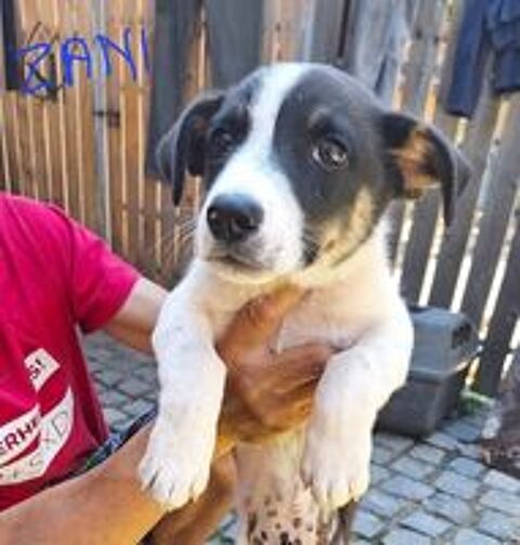   ZANI MALE 4MOIS NON CASTRE A SAUVER DE ROUMANIE ADOPTION SEULEMENT  