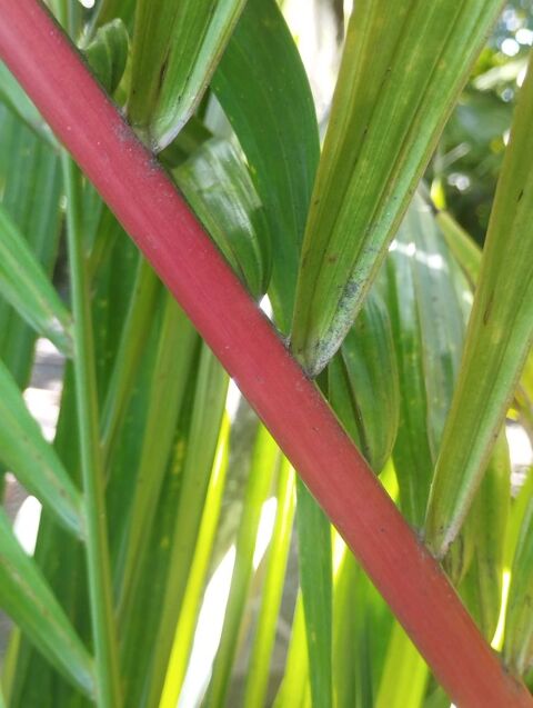 Palmier rouge � l�vres  de 3m de hauteur 600 Saint-Joseph (97)