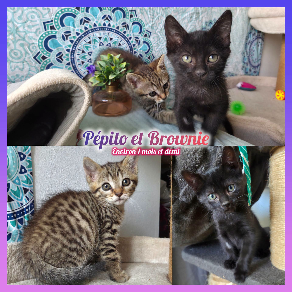   Brownie et Pépito à l'adoption (ensembles ou séparemment) 