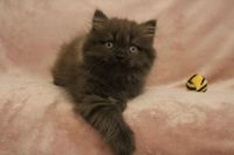   Chatons british shorthair et longhair LOOF 
