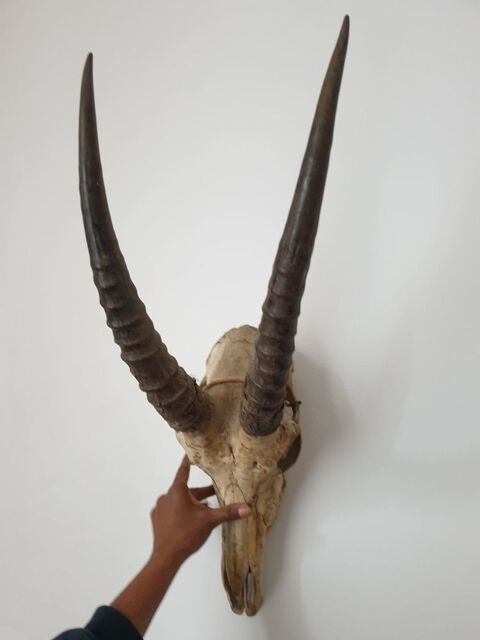 crane de gnou chasse safari 1920 Danone afrique 0 Chalon-sur-Sa�ne (71)