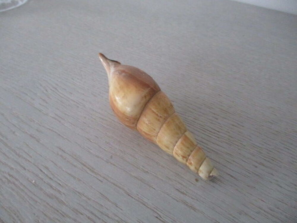 collection de coquillage 