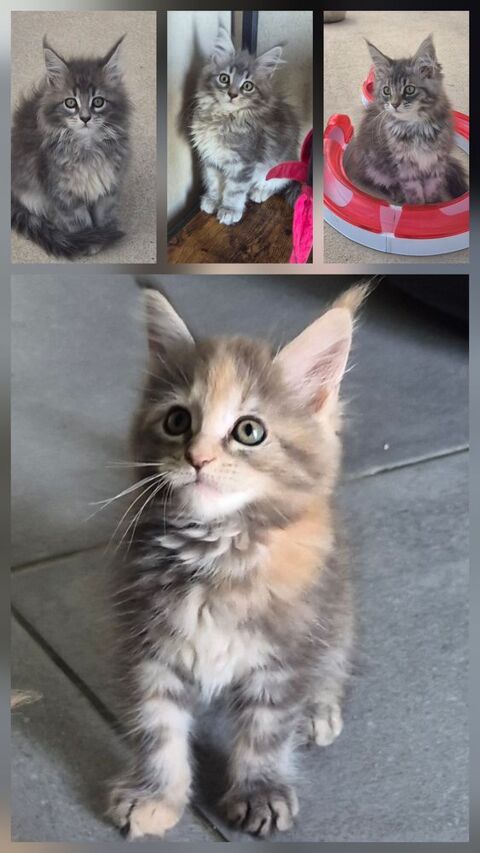 MAINE COON LOOF LABEL OR 1100 72250 Parigné-l'Évêque