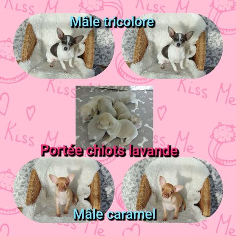 Chiot chihuahua poil court et long  950 75009 Paris