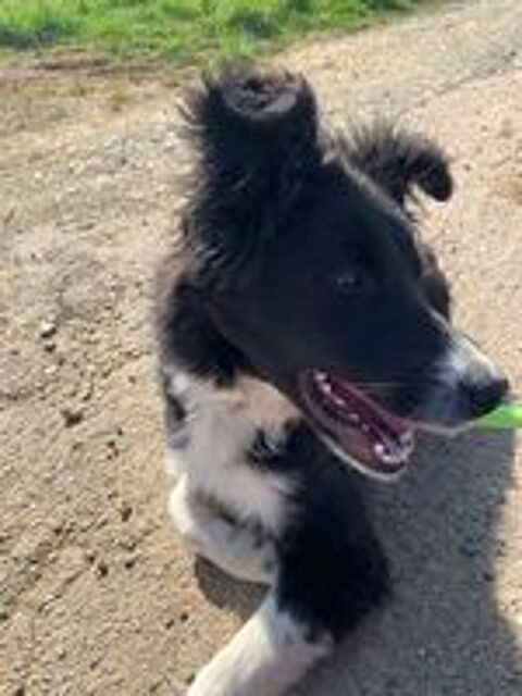   Border collie de 8 mois  