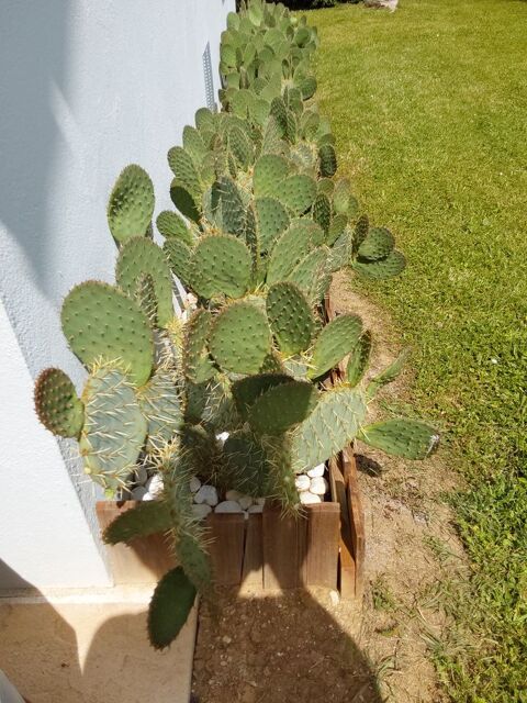 Cactus 2 Amance (70)
