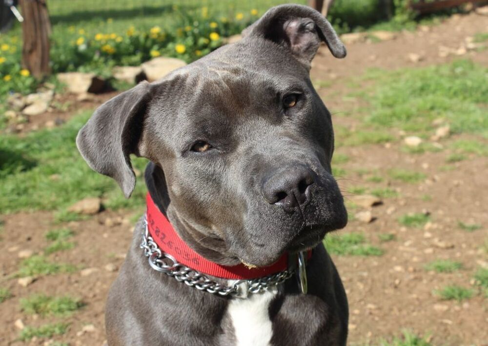   PIXEL, superbe crois American Staffordshire Terrier  l'adoption 