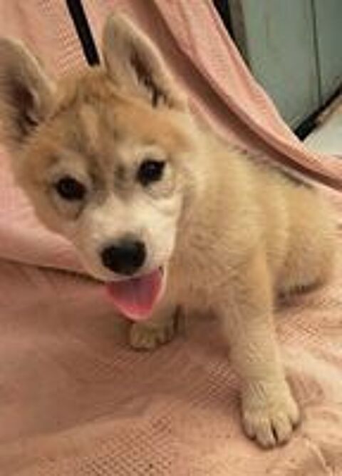   MAGNIFIQUES CHIOTS HUSKY SIBERIEN 