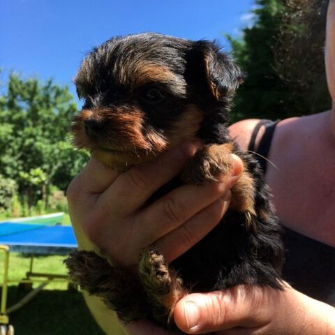 2 Adorable Chiot yorkshire  850 75001 Paris