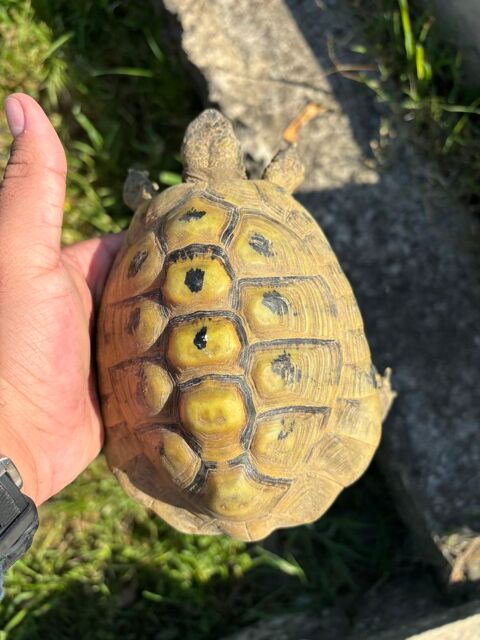 Tortue, M&acirc;le, adulte 200 06530 Peymeinade