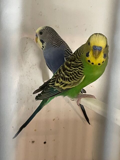 Perruches Ondulée de Concours 20 68700 Aspach-le-haut