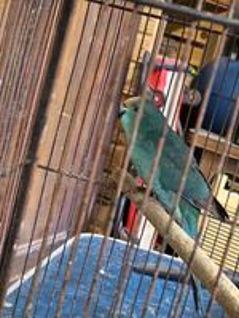   Kakariki  
