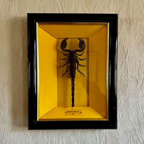 Scorpion empereur encadr 60 Vlizy-Villacoublay (78)