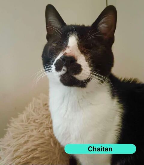 Chaitan, chat noir et blanc &agrave; adopter 200 18210 Bessais-le-fromental