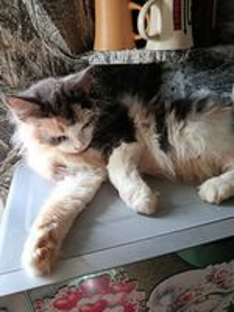   Maine coon  