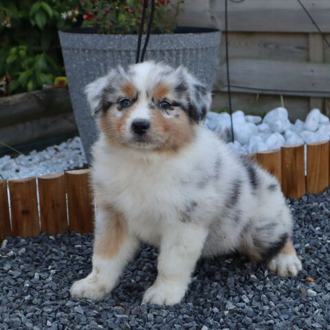CHIOTS BERGER AUSTRALIEN A RESERVER 1100 71110 Cron