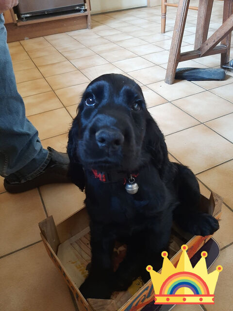 chiots cocker anglais 600 53390 Saint-aignan-sur-ro�