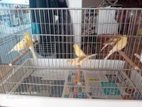   Canaris  oiseaux  