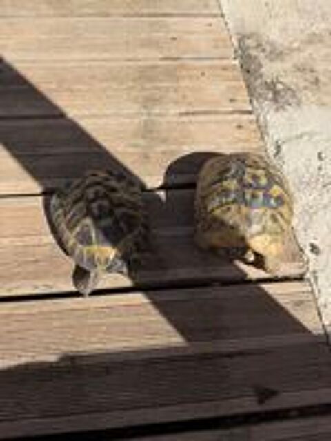   Couple de tortue 