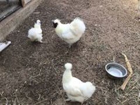   Cède plusieurs poules de soie  élevé en grande voliere  
