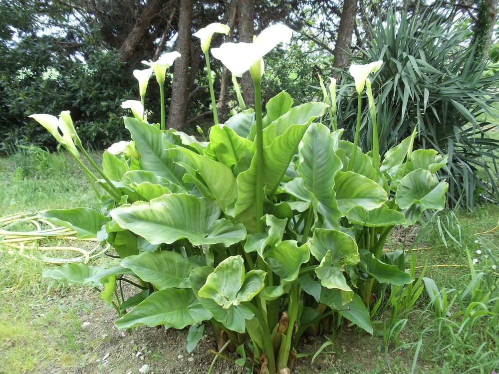 Arum ou calla blanc Jardin