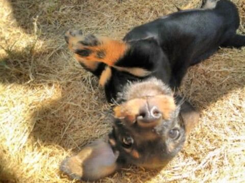 Chiots Type Teckel (non LOF) 1000 56350 Saint-jean-la-poterie
