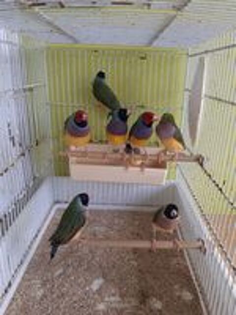   diamants de Gould. 