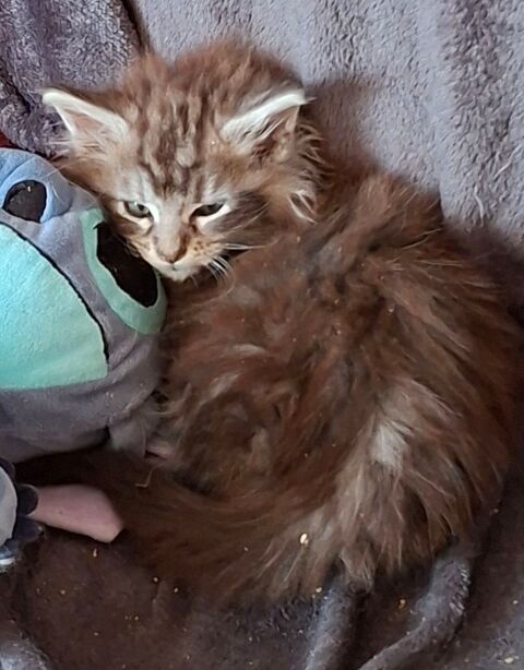chaton maine coon  1300 76190 Blacqueville