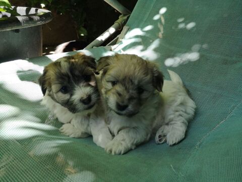 Chiots cotons de Tul&eacute;ar lof 1000 07380 Chirols