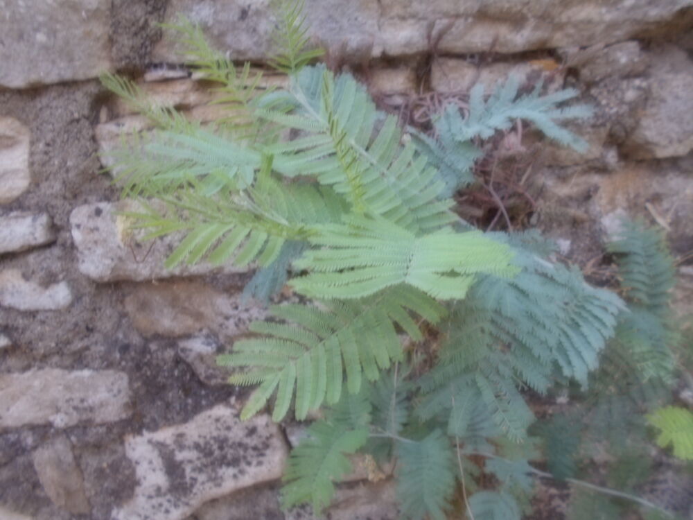mimosa Jardin