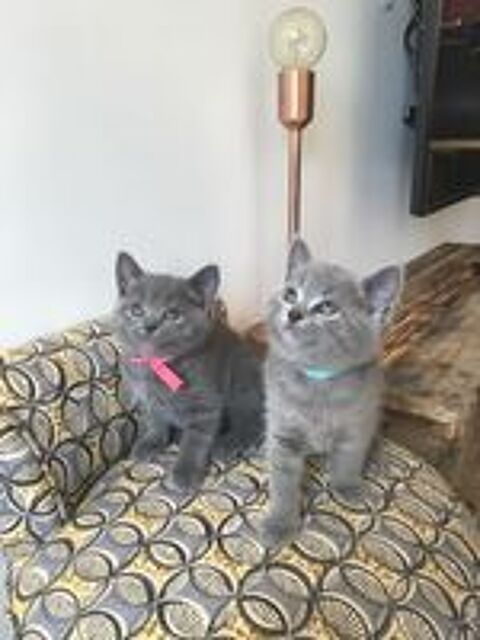   Chatons Chartreux 