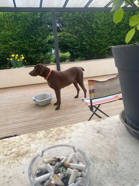 ADOPTION 0 86380 Vendeuvre-du-poitou