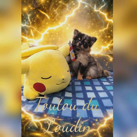 Chiot spitz femelle 1500 18140 Pr�cy