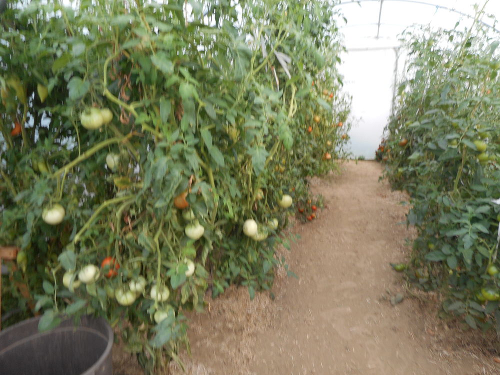 Tomates Jardin