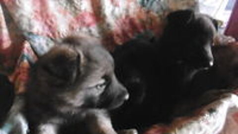   vends CHIOTS berger allemand DE ROBE NOIR OU GRIS LOUP:LOF 