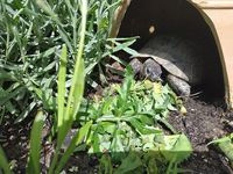   Tortue ADULTE 35 ANS Ibera (avec documents Légaux et CIC) 