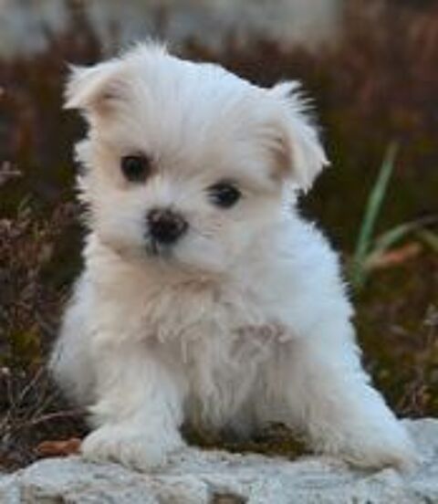   Adorable petit mâle bichon maltais 